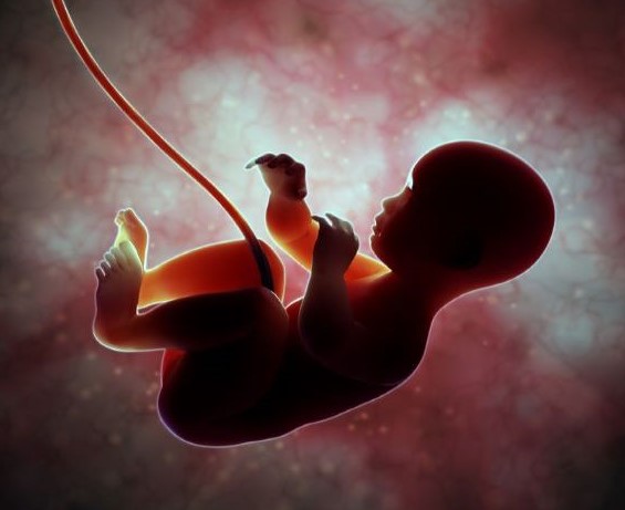 Anne Karnındaki Bebeğin Duyu Organları Gelişimi