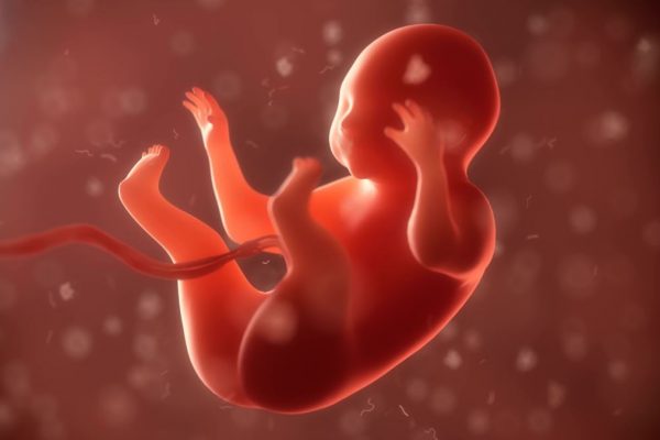 Bebeğinizin Anne Karnındaki Gelişimini Takip Edin!